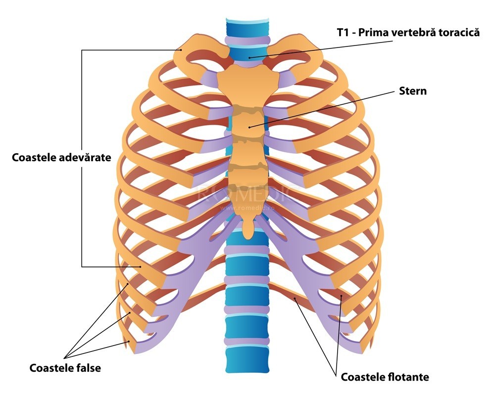  Vascularizatia si inervatia toracelui